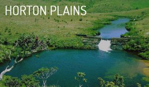 horton plains - jk tours lanka most beautiful places to visit in sri lanka