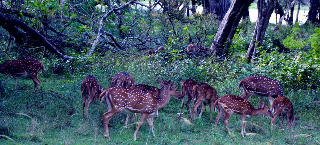 JK Tours Lanka - Sri lanka tour guide Yala in Sri lanka - jktourslanka.com