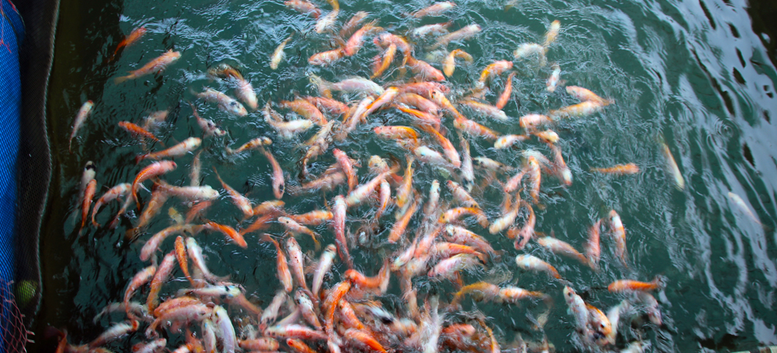 JK Tours Lanka - Sri lanka tour guide Madu Ganga Fish Therapy - jktourslanka.com